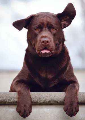 BROWN DOG WITH FLOPPY EARS CARD