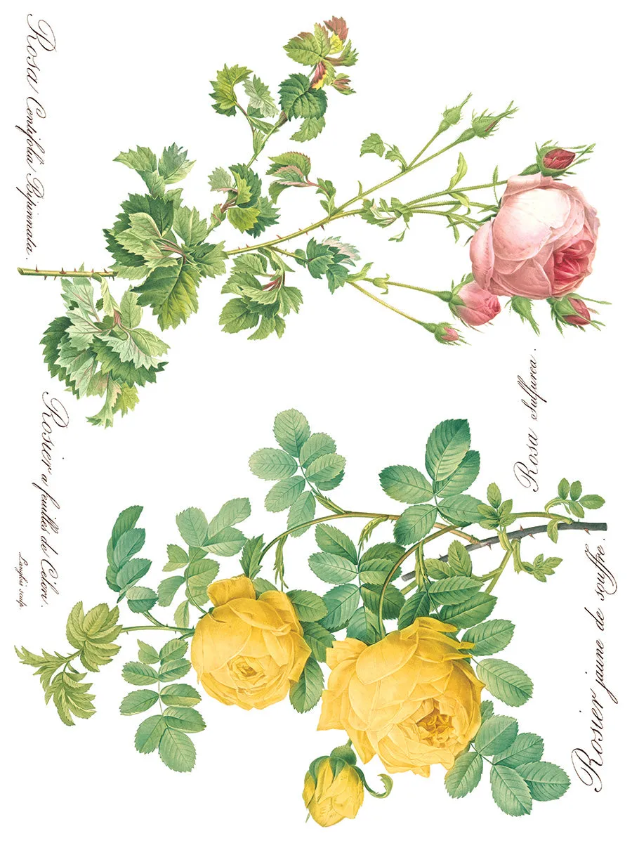 Rose Botanical Decor Transfer