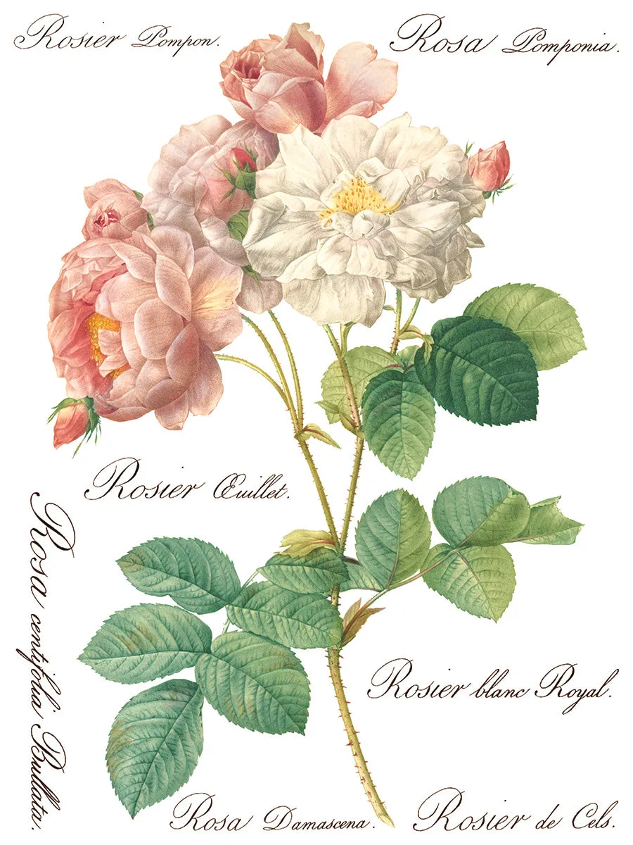 Rose Botanical Decor Transfer