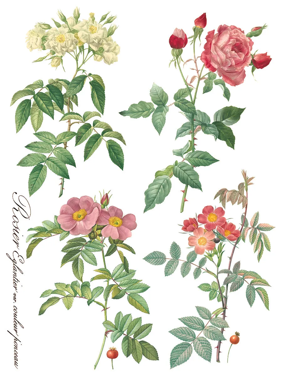 Rose Botanical Decor Transfer