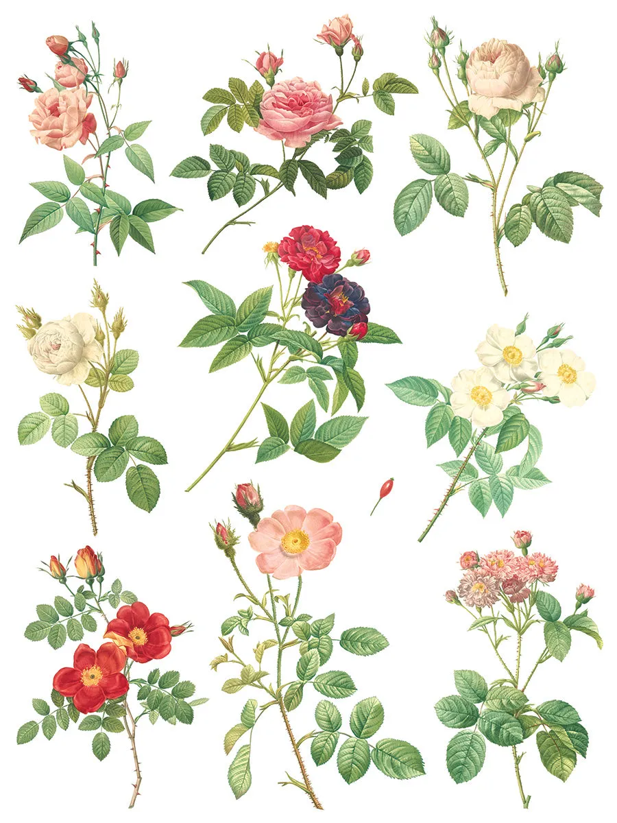 Rose Botanical Decor Transfer