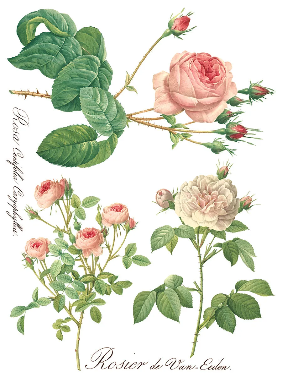 Rose Botanical Decor Transfer