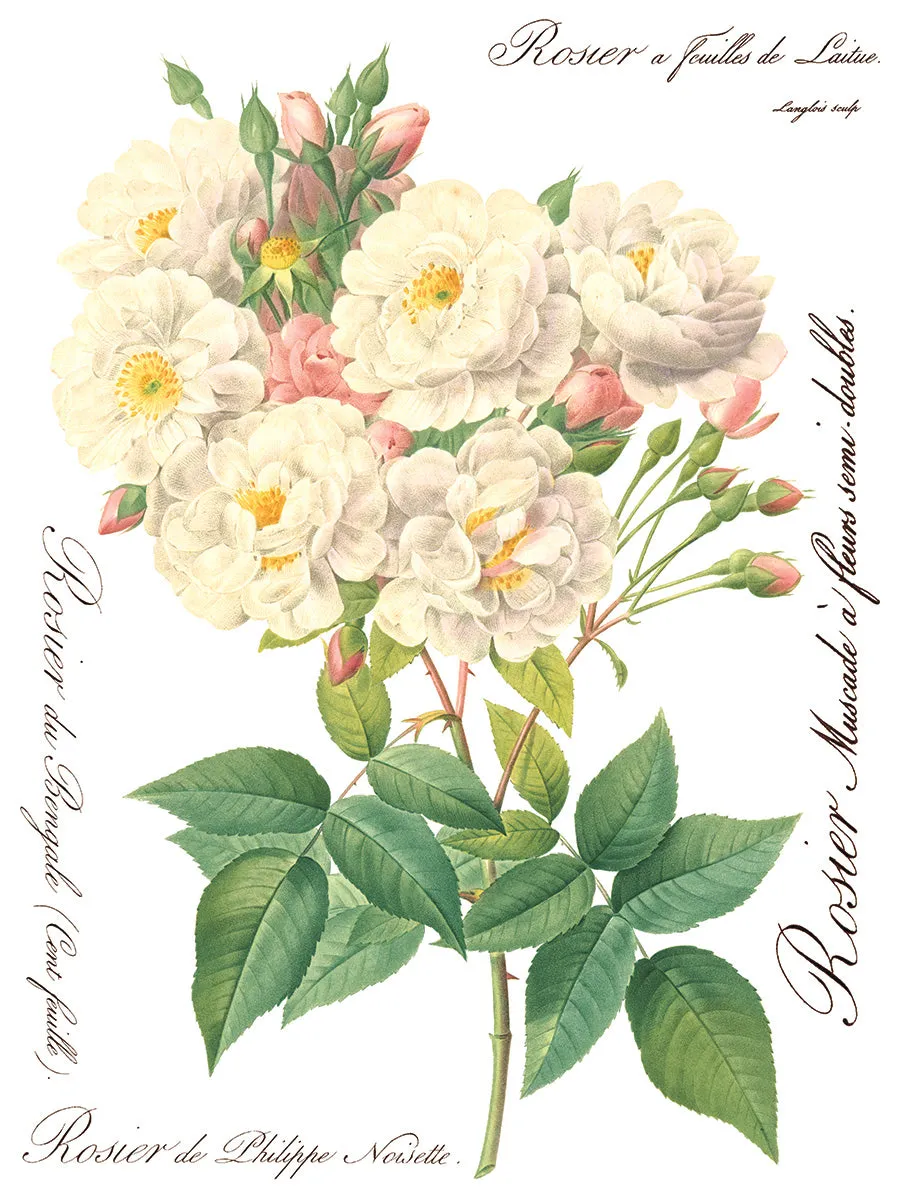 Rose Botanical Decor Transfer