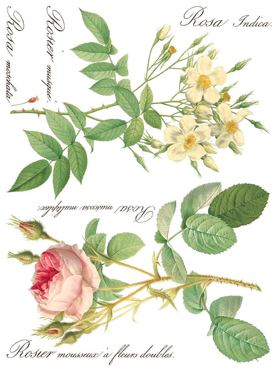 Rose Botanical Decor Transfer